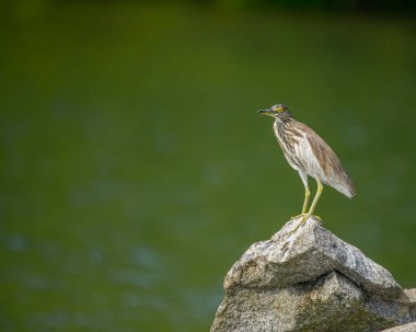 Bir kayanın üzerinde dinlenen balıkçıl.