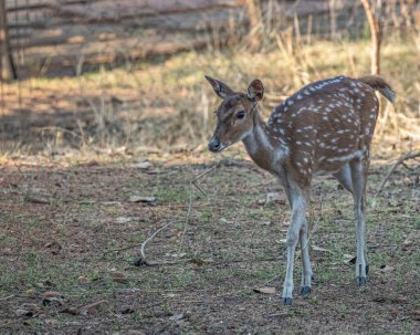 Bir portre için poz veren Benekli Geyik