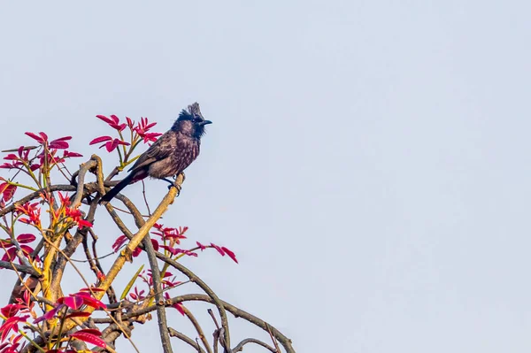 Red Vented Bulbul Resting Tree — Stock Photo, Image