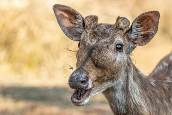 一个脸上有水泡的斑点鹿 — 图库照片