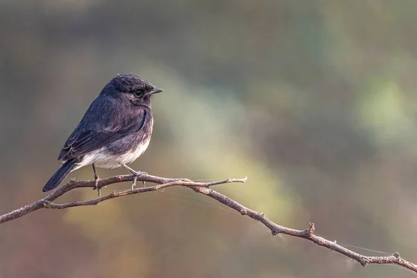 A pied Bush Chat perching on a tree