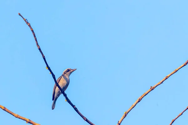 Μια Κοινή Ξύλο Shrike Στηρίζεται Ένα Δέντρο — Φωτογραφία Αρχείου