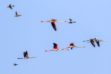 Mavi gökyüzünde bir Flamingo sürüsü