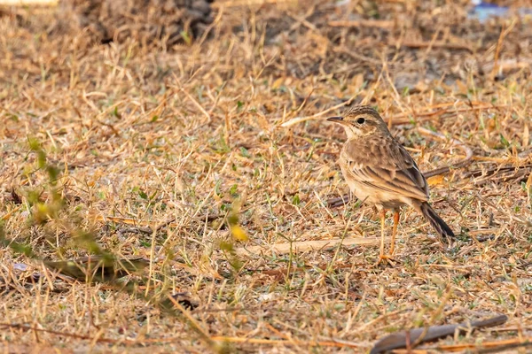 Field Pipit Looking Back — Stock Photo, Image