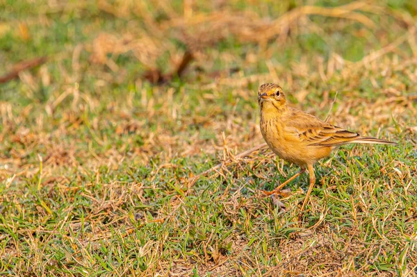 stock image A field Pipit in grass