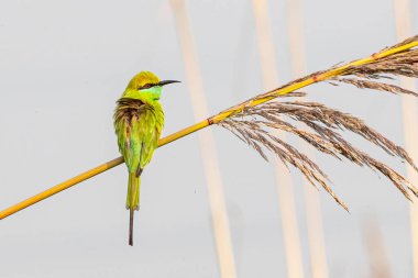 Kuru bir çimenlikte dinlenen bir Yeşil Arı Yiyici