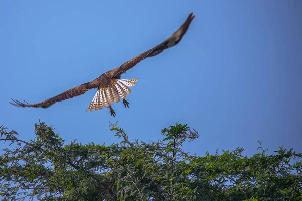 stock image Tail of long leg buzzard