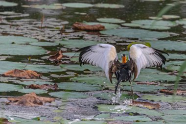 Sülün kuyruğu Jacana Yaprakların üzerinde yürümekten zevk alıyor