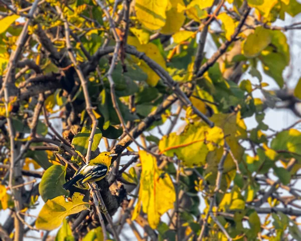 Eine Gemeine Lora Blickt Vom Baum Zurück — Stockfoto