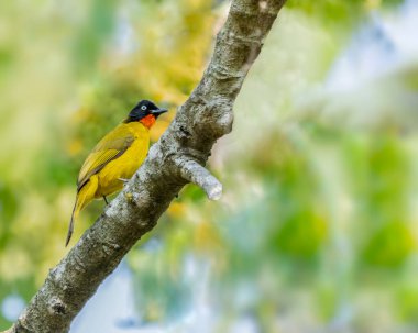 Ağaçta bir Kara İbikli Bulbul