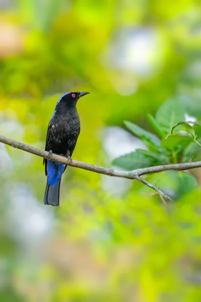 Asiático Fada Azul Pássaro Poleiro Uma Árvore — Fotografia de Stock