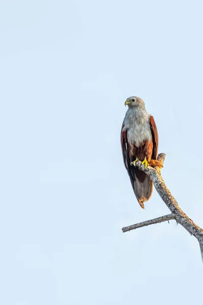 stock image A Brahminy Kite resting on a dry tree