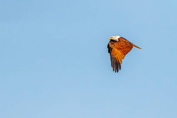 Ein Brahminy Drachen Fliegt Mit Den Flügeln Nach Unten — Stockfoto