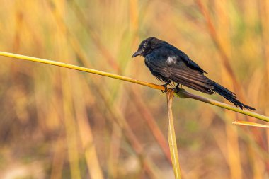 Bir Drango bir dala tüneyip dinleniyor
