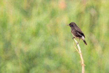 Yeşil arka planda bir dalda dinlenen bir Bush Sohbeti