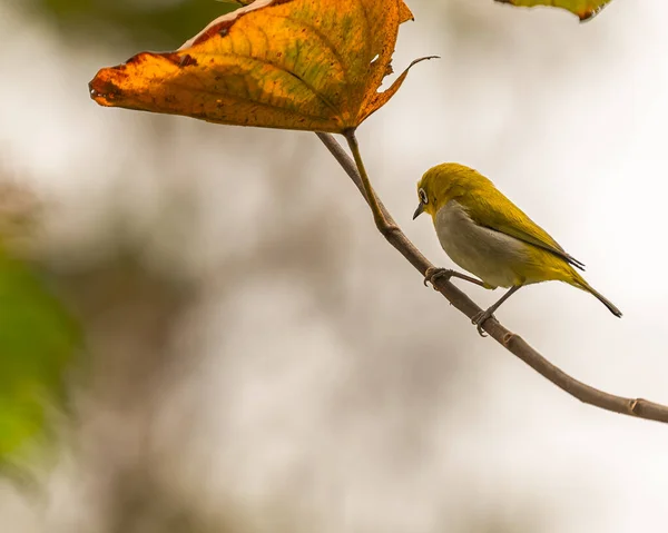 Ein Orientalischer Vogel Mit Weißem Auge Der Auf Einem Baum — Stockfoto