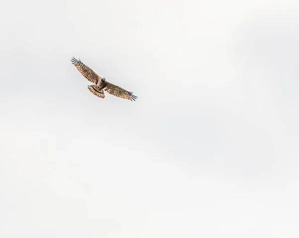 stock image A Crested Honey Buzzard in air