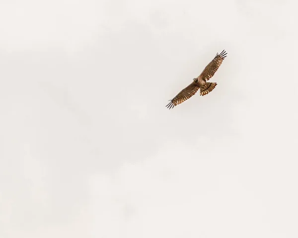 Crested Honey Buzzard Voando Céu — Fotografia de Stock