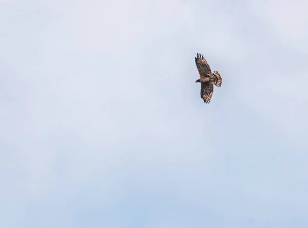 Mavi Gökyüzünde Uçan Bir Armalı Bal Şahini — Stok fotoğraf
