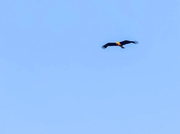 날아가다가 내려다보고 독수리 — 스톡 사진
