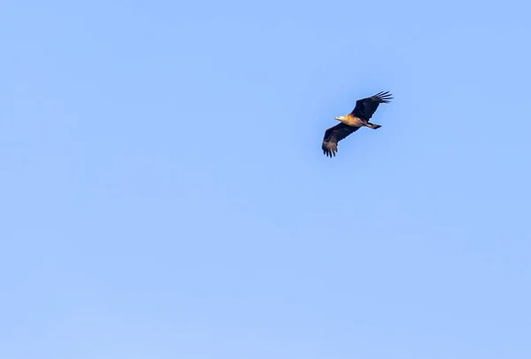Орел Польоті Над Лісом — стокове фото