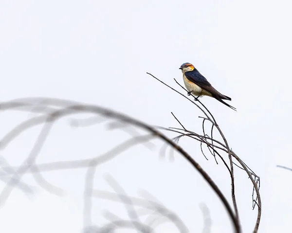 A Red Rumped Swallow resting on a tree