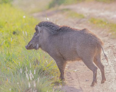 Ormanda bir yaban domuzu
