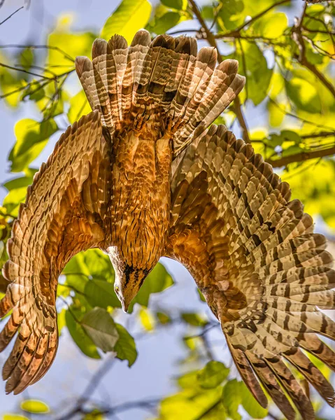 Honey Buzzard Taking Tree — Stock Photo, Image