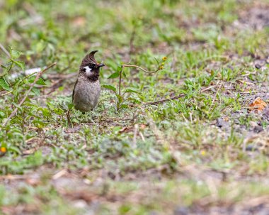 Bir Himalaya Bulbul 'u yerde öldürdü.