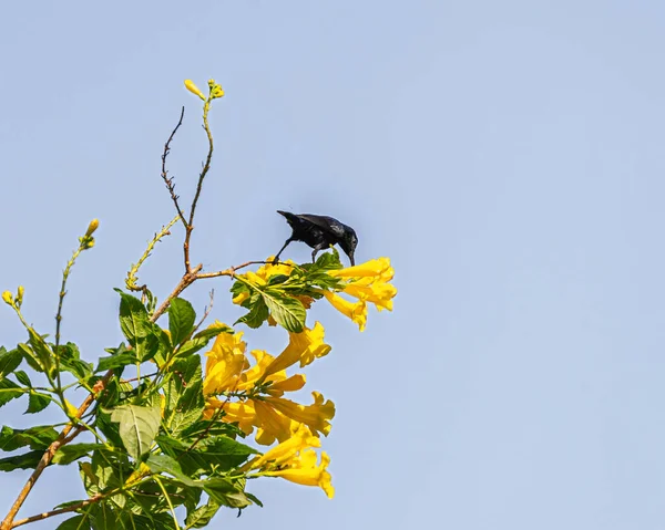 Ein Lila Sonnenvogel Auf Nahrungssuche Gelben Blumen — Stockfoto