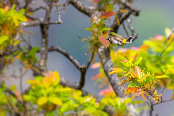 Uma Bulbul Himalaia Voo — Fotografia de Stock