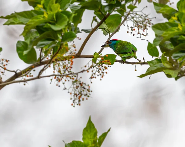 Ein Blaukehliger Barbet Blickt Von Einem Baum Zurück — Stockfoto