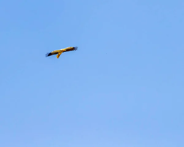 Uçan Bir Mısırlı Akbaba — Stok fotoğraf