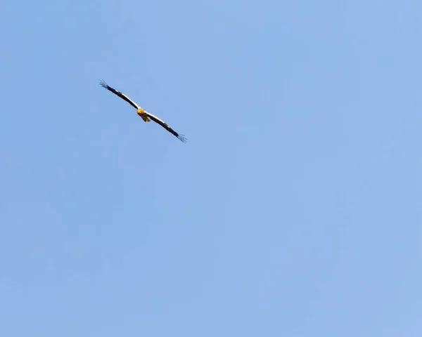 Egyptian Vulture Flight — Stock Photo, Image