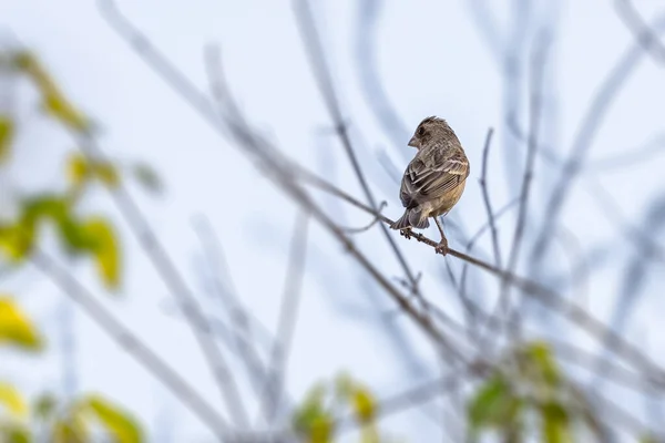 Ağaca Tüneyen Sıradan Bir Finch — Stok fotoğraf