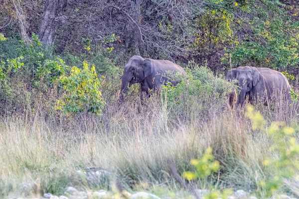 Wilde Elefanten Wald — Stockfoto