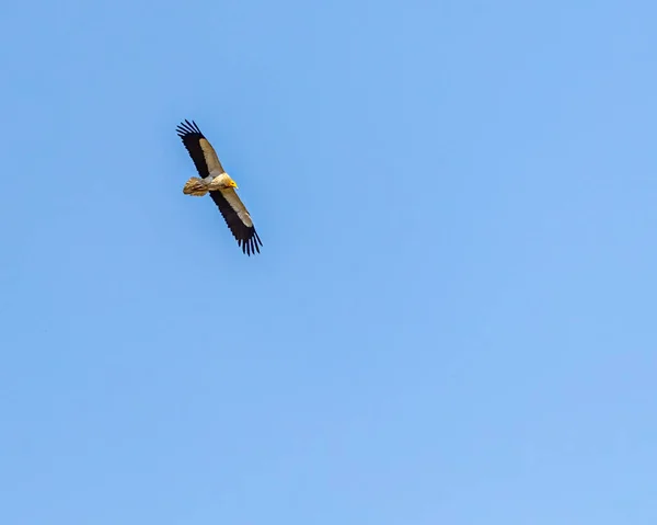 Ein Ägyptischer Geier Fliegt Blauem Himmel — Stockfoto