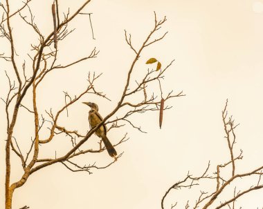 Ağaçtaki bir Gri Boynuz gagası