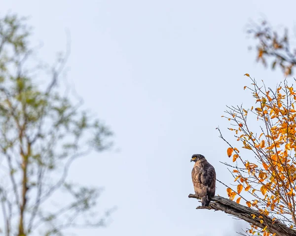 Serpent Eagle Perching Tree — Stock Photo, Image