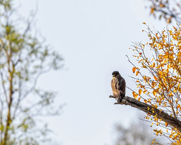 Serpent Eagle Looking Back Tree — Stock Photo, Image