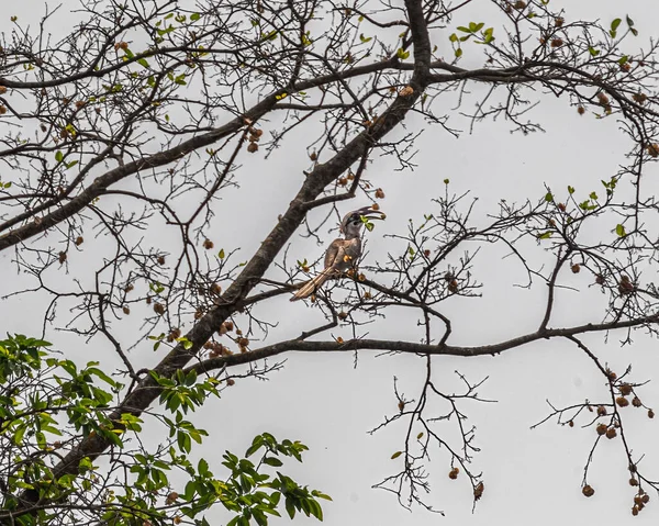 Hornbill Cinzento Descansando Uma Árvore — Fotografia de Stock