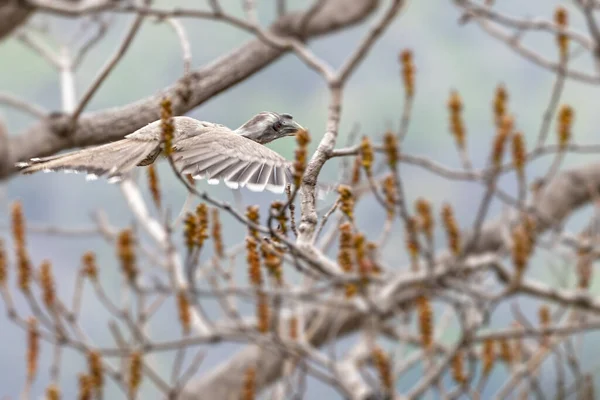 Серый Орлан Полёте Дереве — стоковое фото