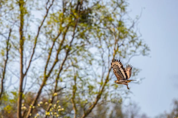 ツリーから飛び立つ蛇のワシ — ストック写真