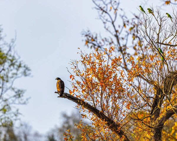 蛇鹰栖息在树上 — 图库照片