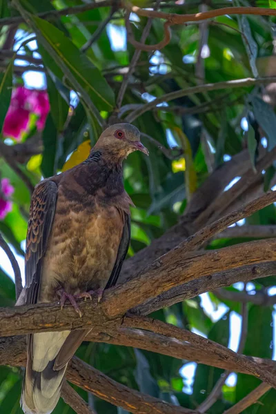 A Oriental Turtle Dove resting on a tree