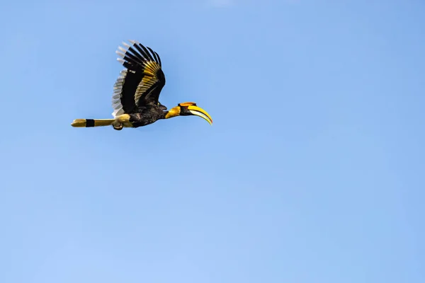 Malabar Espía Hornbill Vuelo Cielo Azul —  Fotos de Stock
