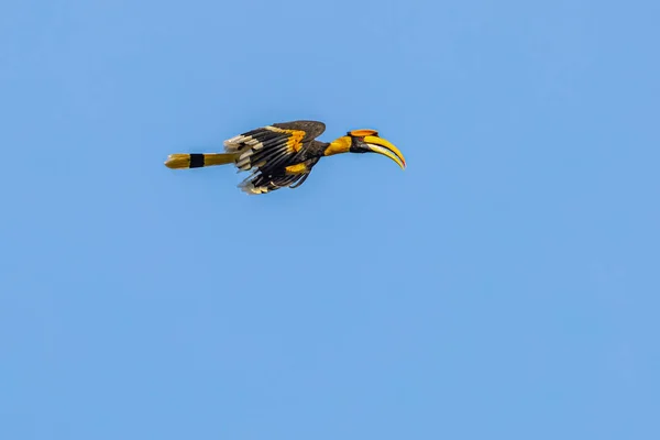 Hornbill Malabar Pied Voando Céu Azul — Fotografia de Stock