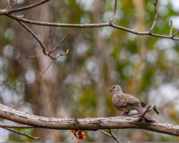 A Spotted Dove resting on a tree