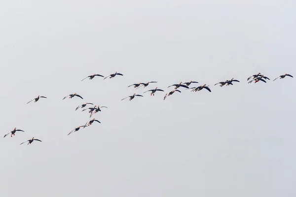 Ganso Greylag Voando Céu — Fotografia de Stock