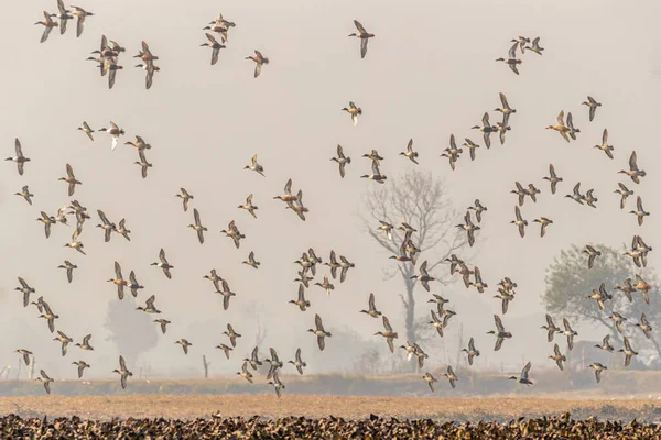 stock image A Flock of water birds in flight over a wet land